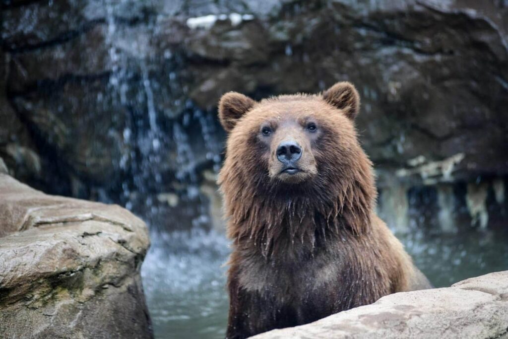 A wet grizzley bear looks directly at the cabin at the Duluth Zoo.