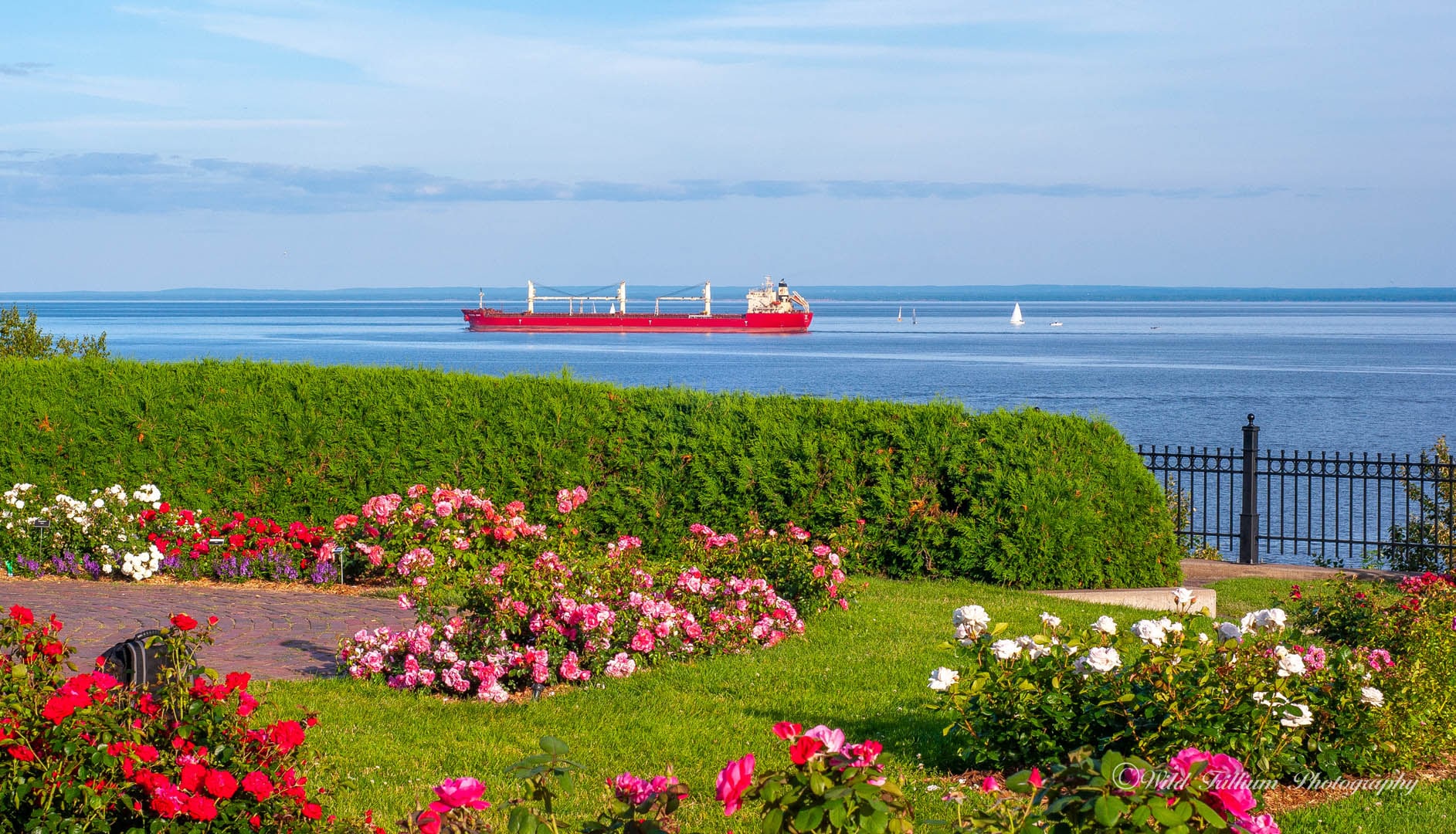 Red, pink and white rose bushes with a salty and sailboats in the distance.