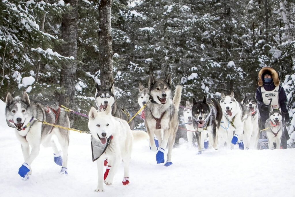 Sled dogs for the John Beargrease.