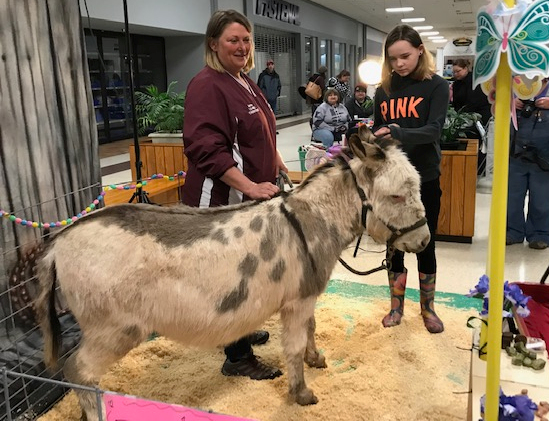 Donkey at the horse fair
