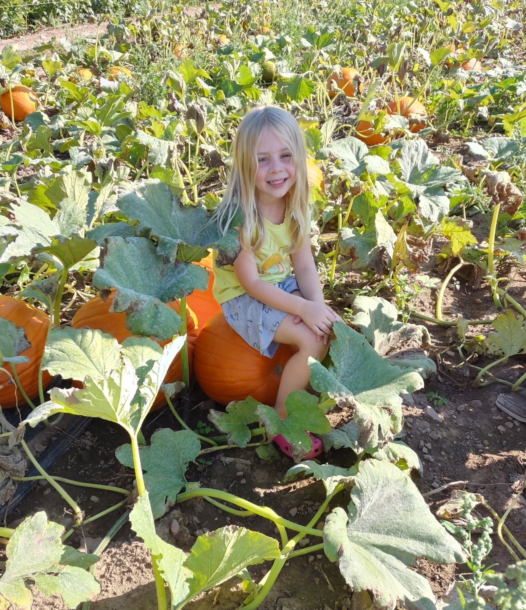 kid sitting in a pumpkin patch