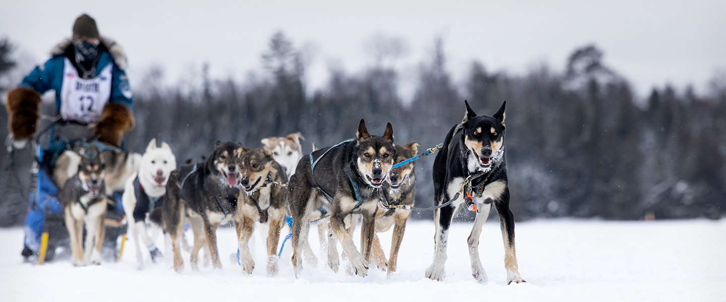 sled dogs pulling a sled