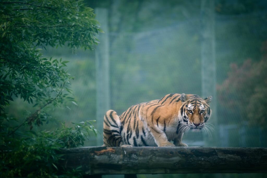 A tiger looks at the camera