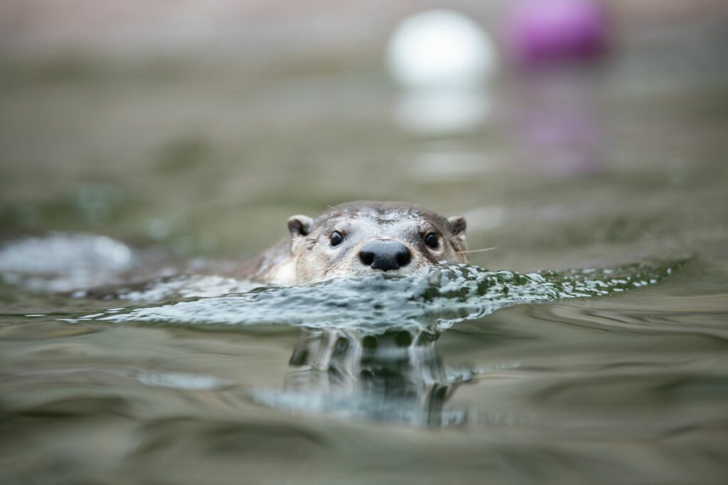 An otter peeks over the water