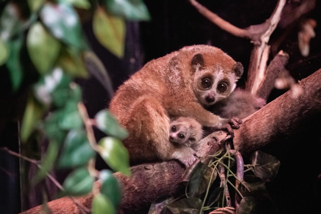 A lemur sits on a branch with their babies