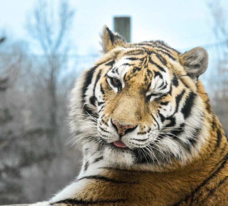 A tiger winks at the camera
