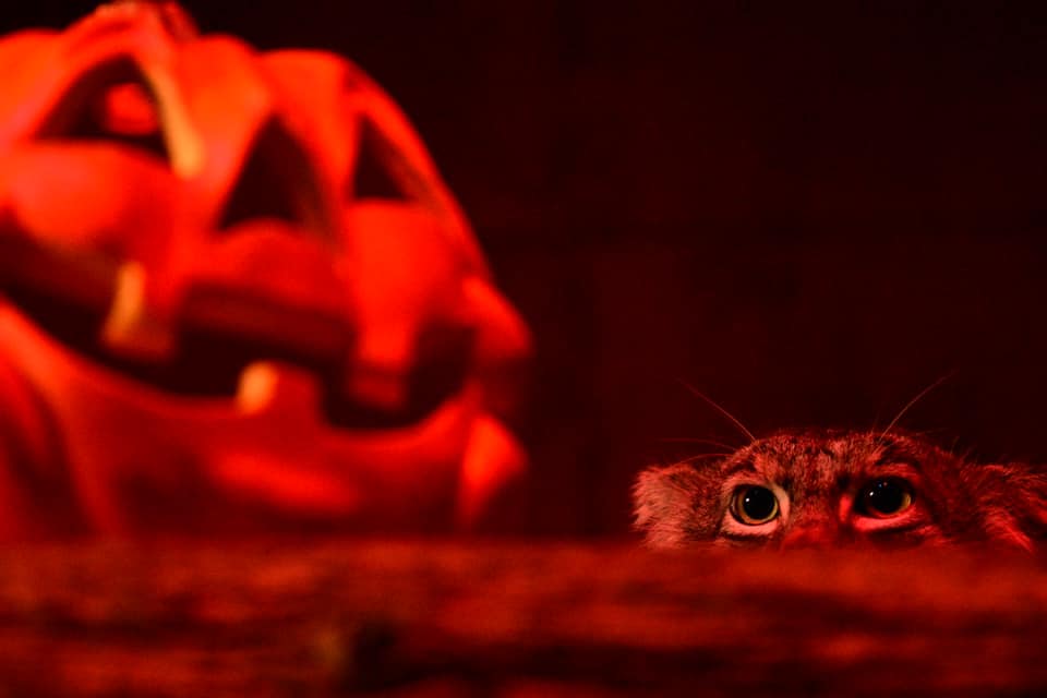 Boo at the Zoo • Visit Duluth