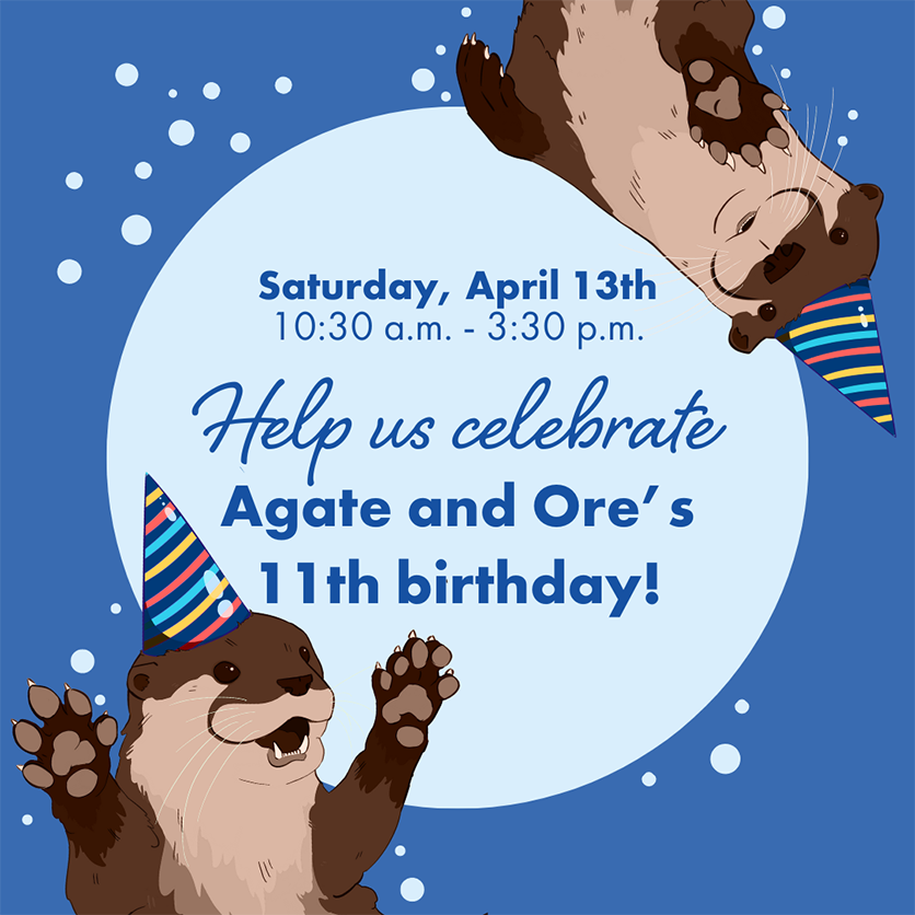 Otters' Birthday