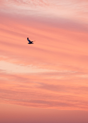 bird flying with the sunset in the background