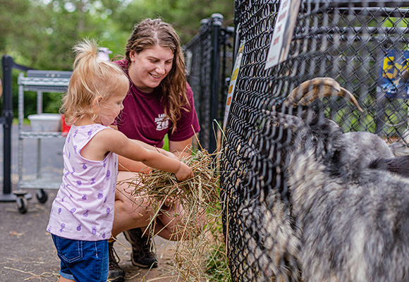 a little girl feeding goats at the zoo