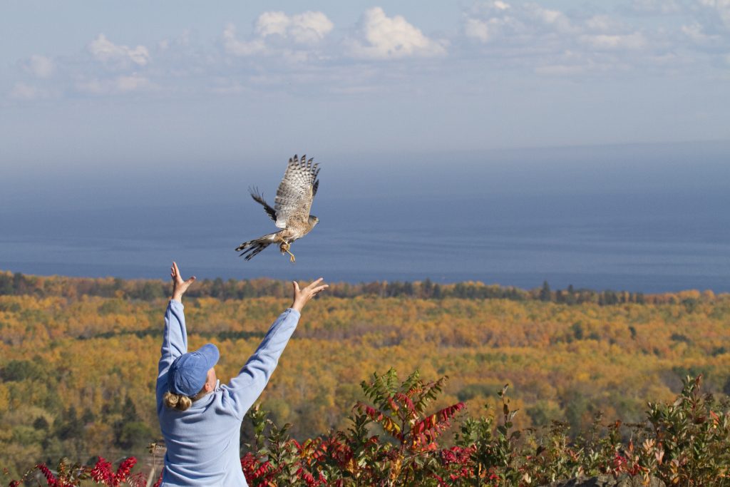 Hawk ridge bird observatory education director debbie waters releases a cooper's hawk in the fall in duluth, mn