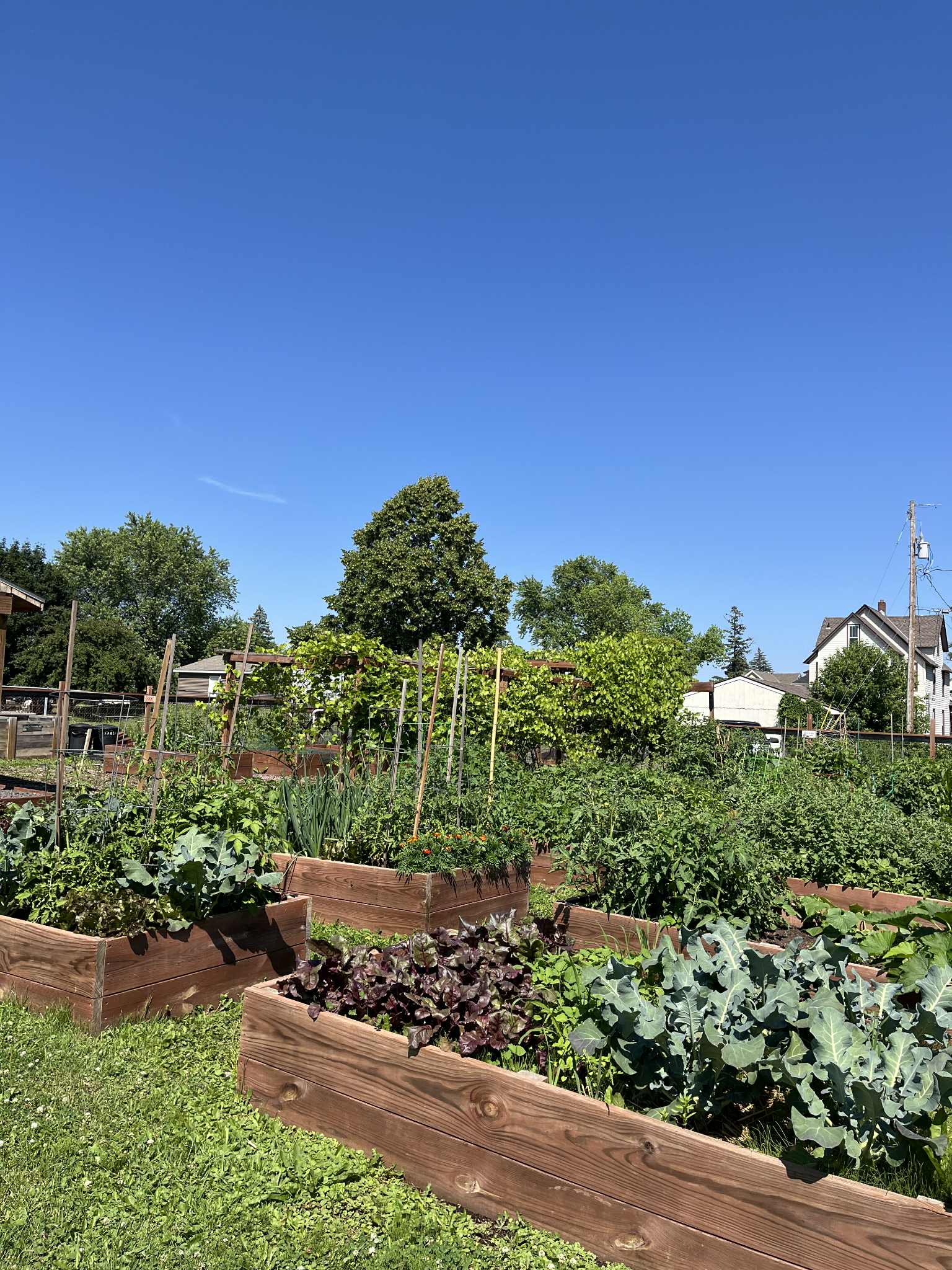 Community garden open house 2 Scga high summer