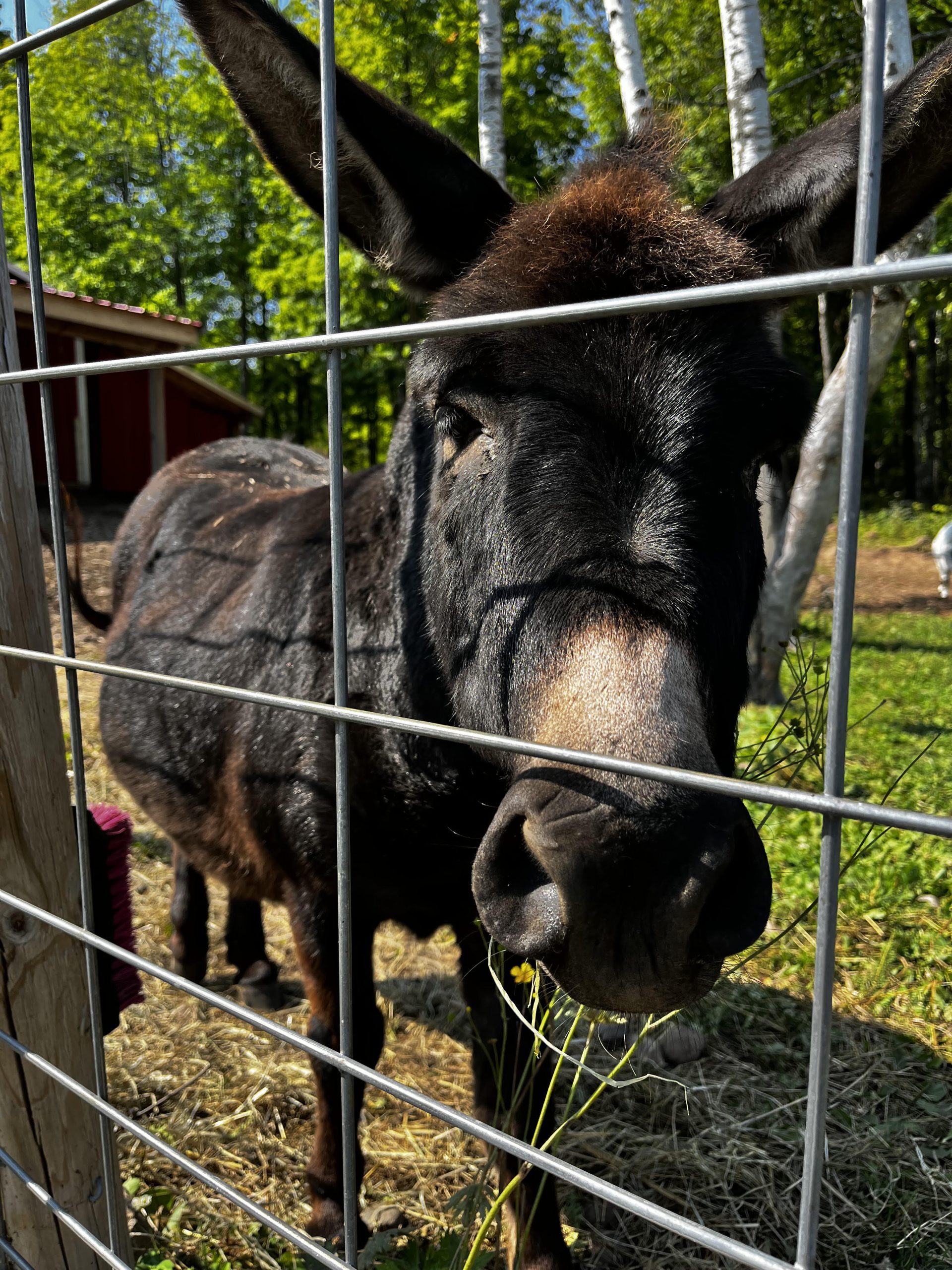 Whoopsa daisy farm 1 Donkey scaled