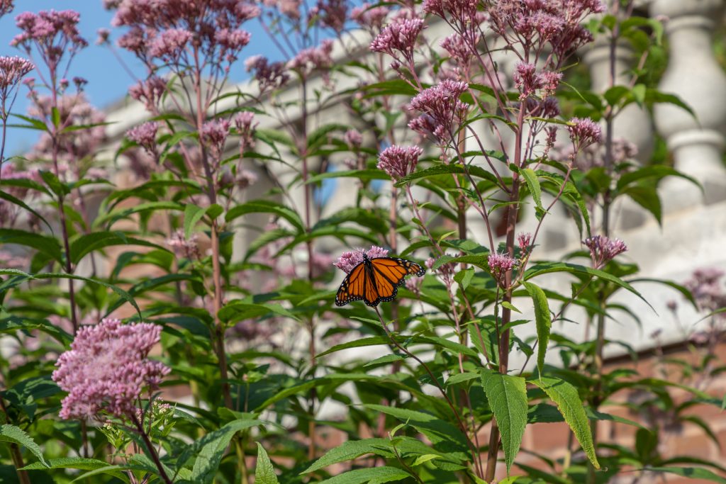 Insights from glensheen’s gardens with head gardener emily ford 5 Orange monarch butterfly on tall pink wildflowers in glensheen’s gardens in duluth on a sunny summer day.