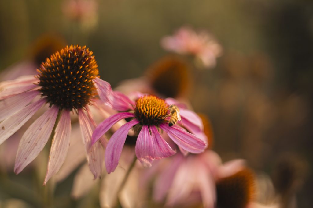 Insights from glensheen’s gardens with head gardener emily ford 6 A honeybee gathers pollen from a pink coneflower with an orange center, glowing in warm evening light at glensheen's gardens.