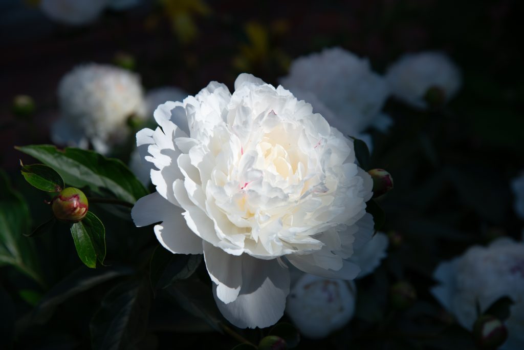 Insights from glensheen’s gardens with head gardener emily ford 7 A single white peony in full bloom, surrounded by buds and more white peonies in glensheen’s gardens.