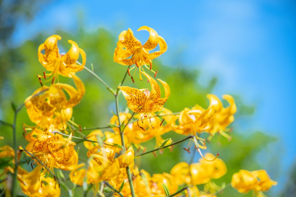 Insights from glensheen’s gardens with head gardener emily ford 8 Bright yellow lilies with dark spots and curled-back petals bloom against a blue sky in glensheen’s gardens.